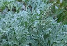 artemisia-absinthium
