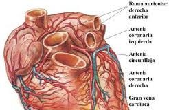 cardiovascenfermedad
