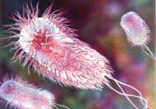 ecoli