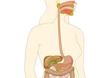 saludintestinal