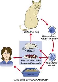 toxoplasmosis