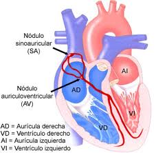 corazonvejez