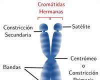 cromosomas