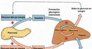 metabolinsulina