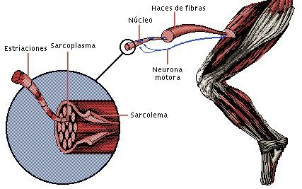 contraccion-muscular