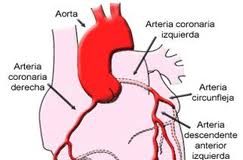 ciclocardiaco