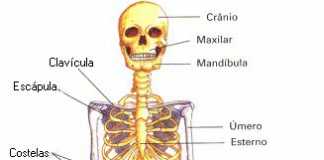 esqueleto_humano1