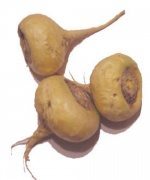 Maca andina eleva el deseo sexual 150px-maca