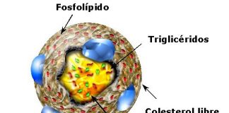 El-colesterol-malo1