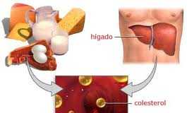 colesterol1
