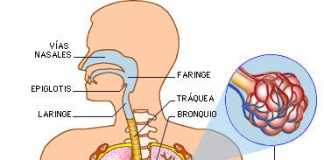 respiratorio4f91
