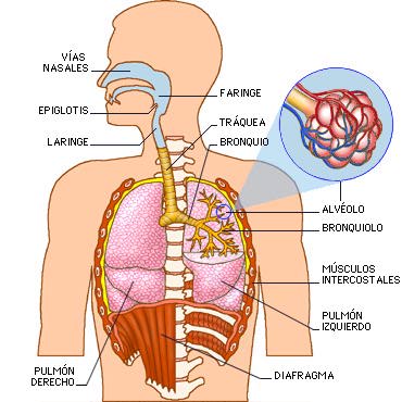 Regulación de la respiración durante el ejercicio respiratorio4f91