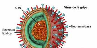 virus-gripe1