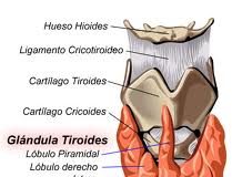 cancertiroides