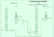Qué es el Cromosoma Filadelfia cromosomafiladelfia
