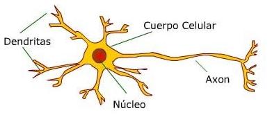 neuronaa