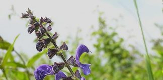 salvia-antitranspirante1