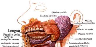 Accion-digestiva-de-la-saliva