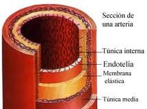 arteria
