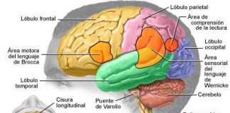 cambioscerebro1