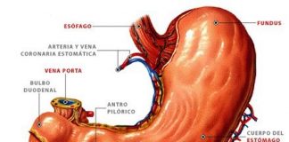 estomago
