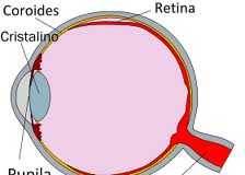 retina