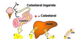 metabolismo-de-los-lipidos1