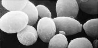 efecto-pasteur-cancer