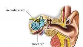 neuromacustico
