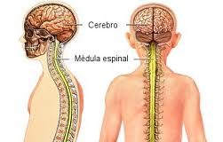fluido-espinal-y-fatiga-cronica