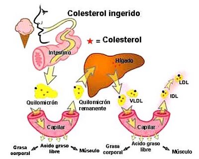 Metabolismo-de-lipidos-en-el-organismo