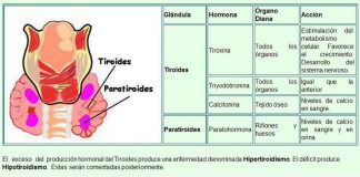 niveles-de-paratiroides-en-sangre