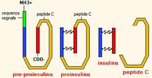 peptido-C