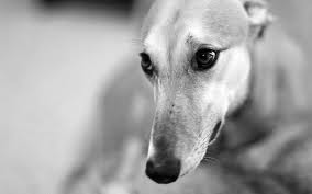 Los-animales-son-realmente-los-mejores-amigos-del-hombre