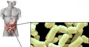 la-flora-bacteriana-buena-mantiene-al-sistema-inmunologico-en-forma-2