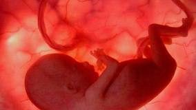la-testosterona-podria-influir-en-el-desarrollo-del-lenguaje-2
