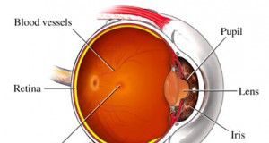 remedios-para-la-prevencion-de-la-degeneracion-macular-2