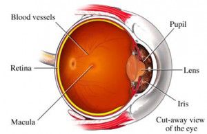 remedios-para-la-prevencion-de-la-degeneracion-macular-2