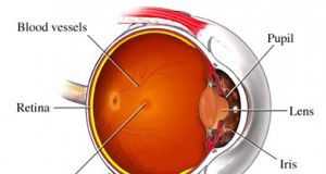 se-descubren-genes-relacionados-con-la-degeneracion-macular-2