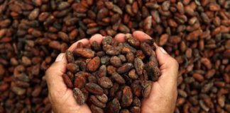 cacao