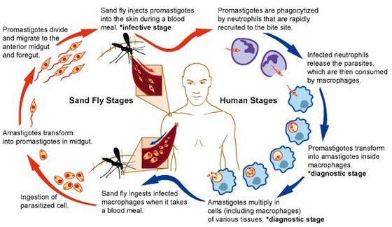 leishmania