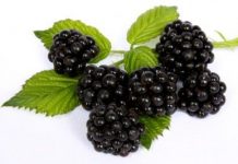 memoria-moras