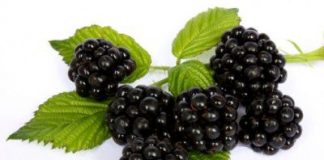 memoria-moras