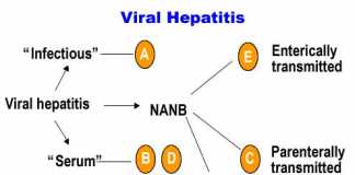 Afeccion-de-la-hepatitis-virica-en-nuestro-organismo-y-los-tipos-que-existen