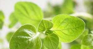 aceite-de-oregano