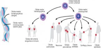 celulas-cordon-umbilical