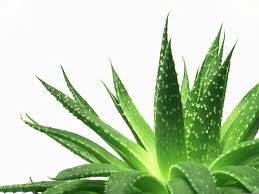 Medicina natural contra las hemorroides contra-las-hemorroides
