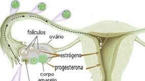 padece-cancer-de-ovario