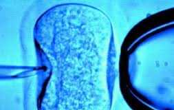 fertilizacion-in-vitro
