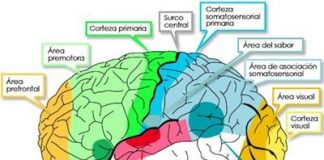 Prevenir-enfermedades-cerebrales-degenerativas